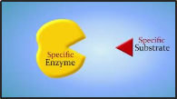 Enzyme Animation